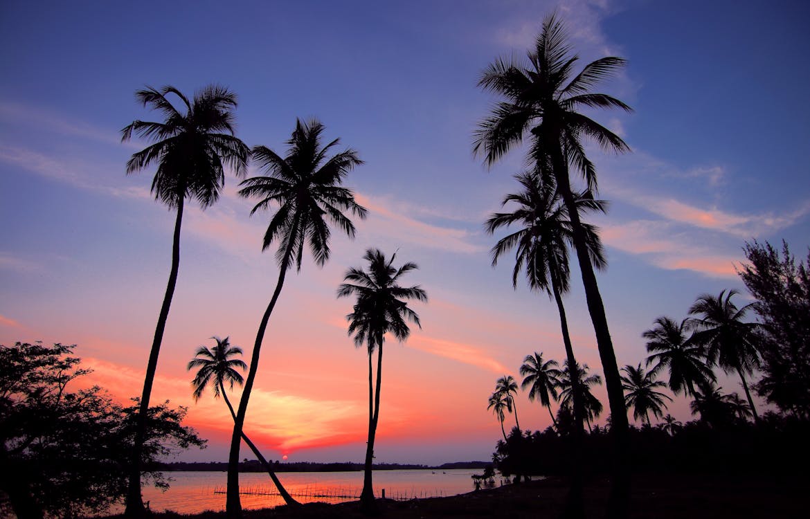 Ücretsiz Kıyıya Yakın Palmiye Ağaçları Silüeti Stok Fotoğraflar