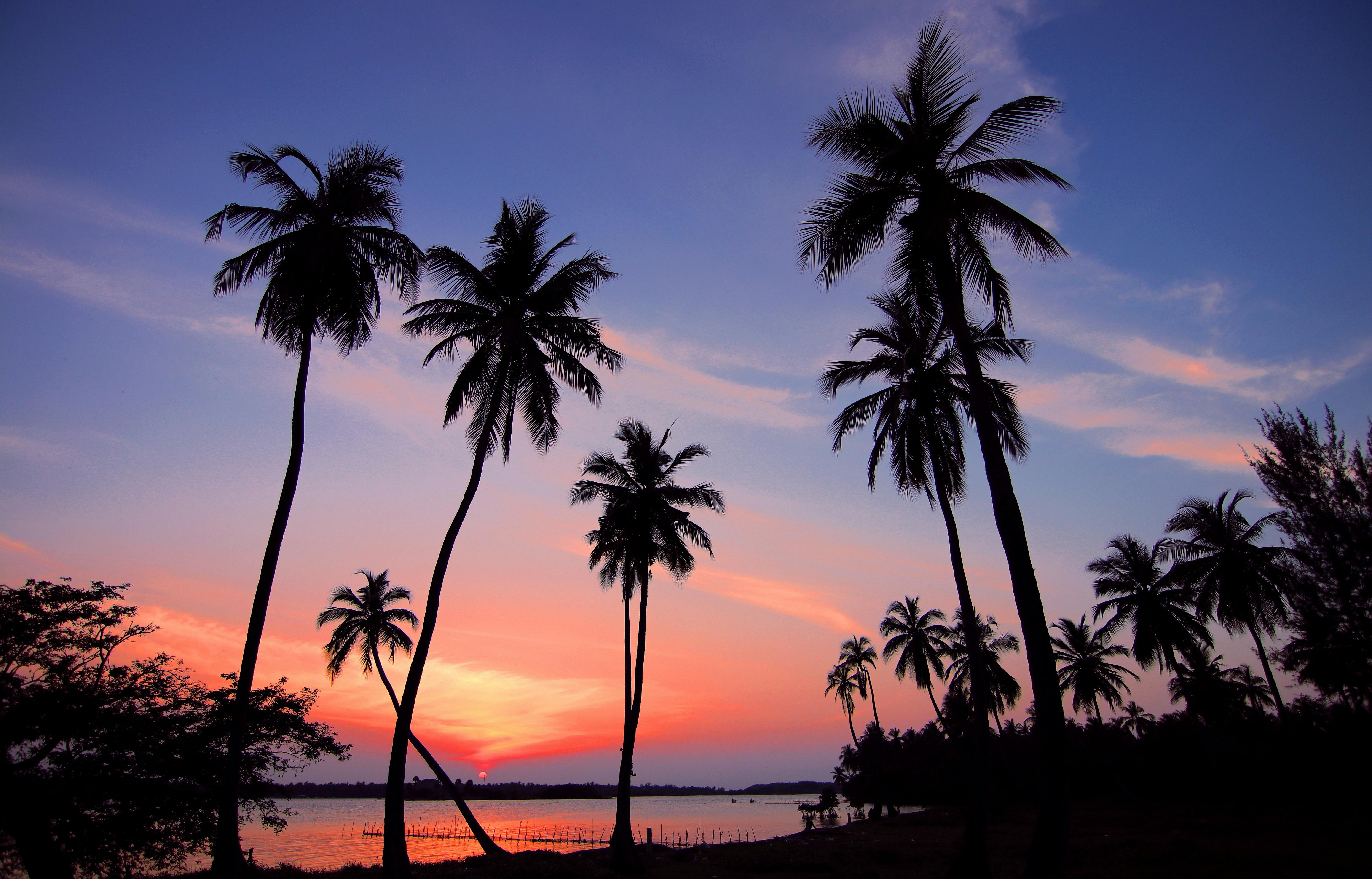 palm trees background