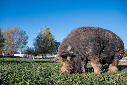 Black Pig on Green Grass Field