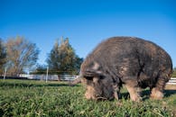 Black Pig on Green Grass Field