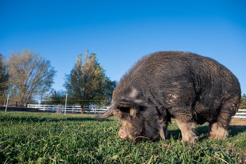 Free A big pig eating grass in a rural farm setting under a clear blue sky. Stock Photo