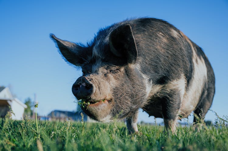 Black Pig On Green Grass Field