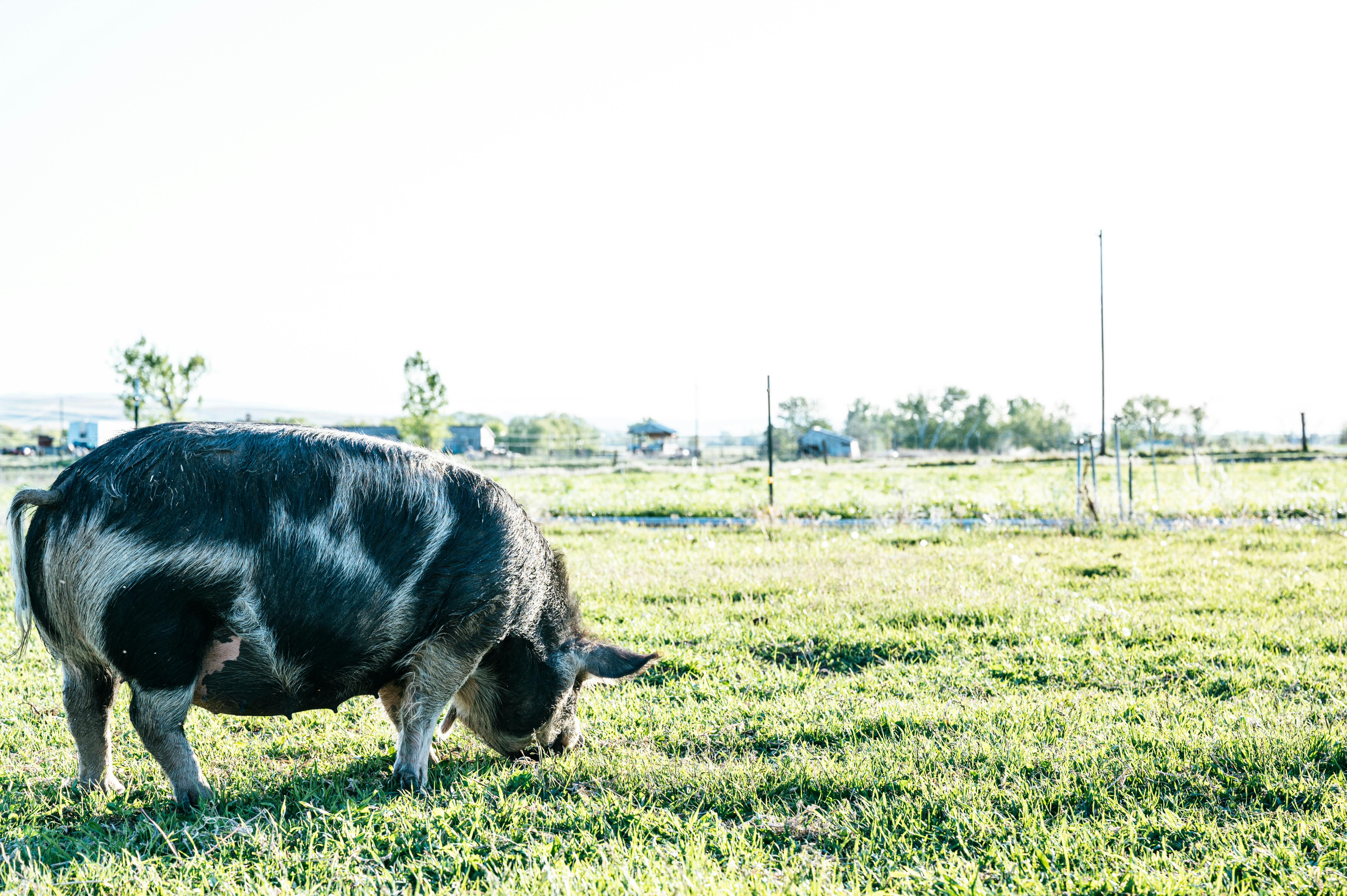 What country eats the weirdest food?