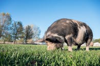 Brown Pig on Green Grass Field