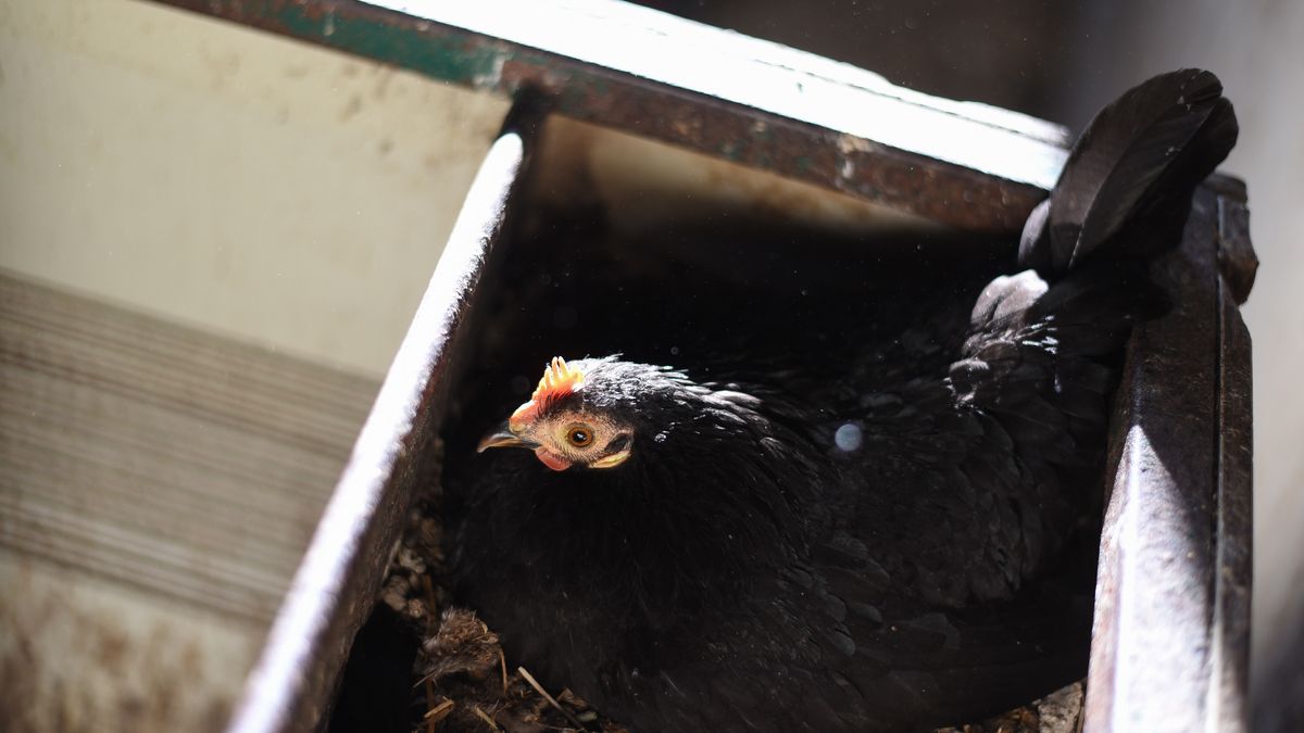 Ponederos para gallinas: cuántos poner, medidas y dónde colocarlos