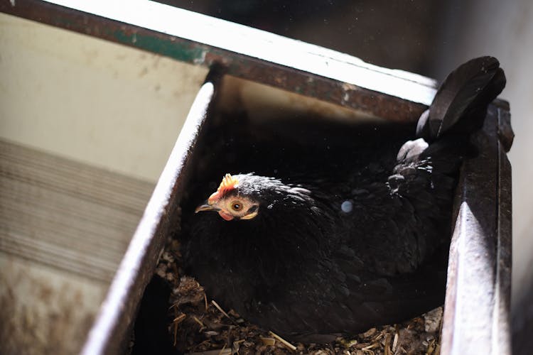 Black Hen In Cage