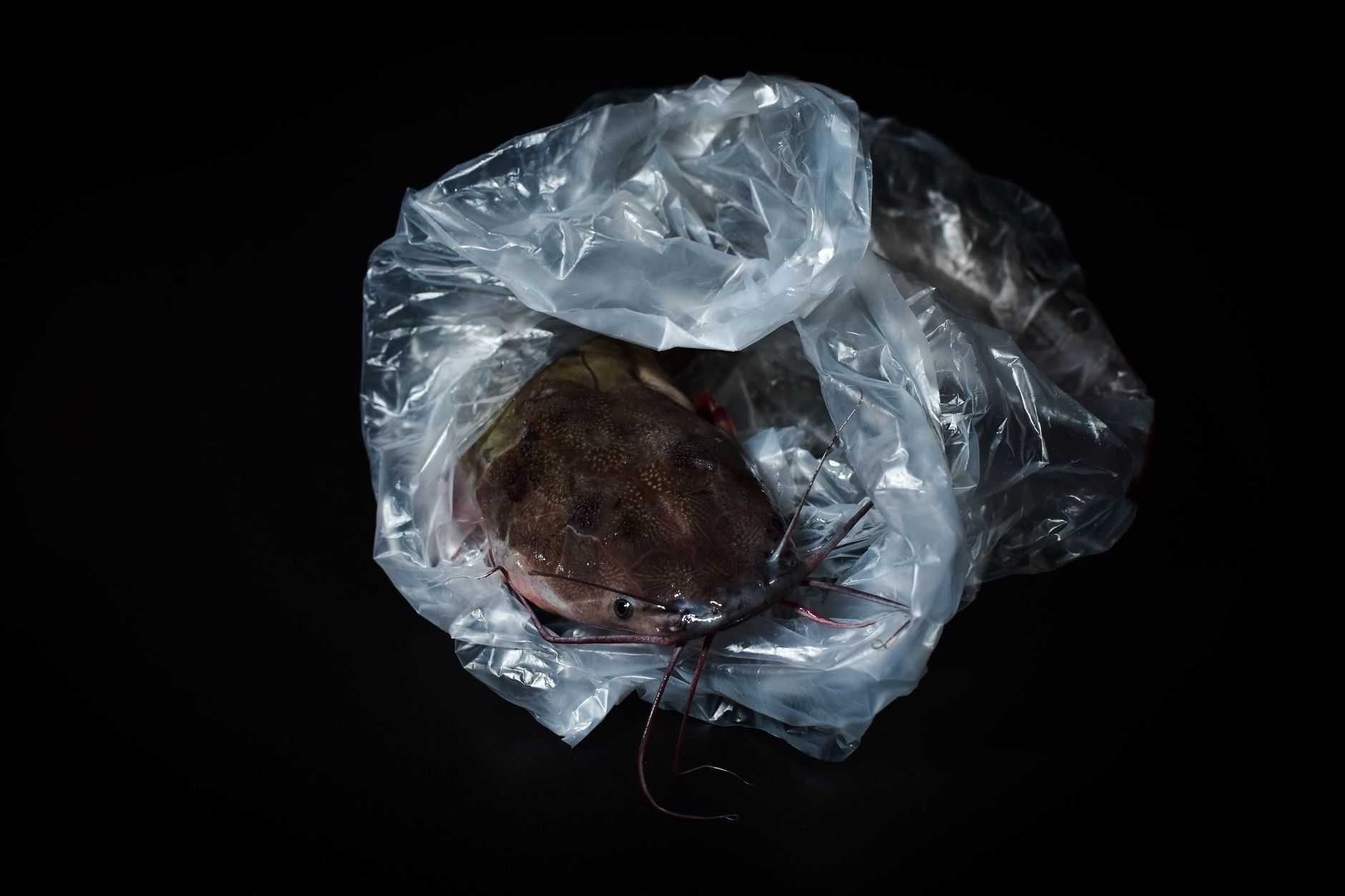 Close-up of a fresh catfish wrapped in transparent plastic against a dark background. Seafood photography.