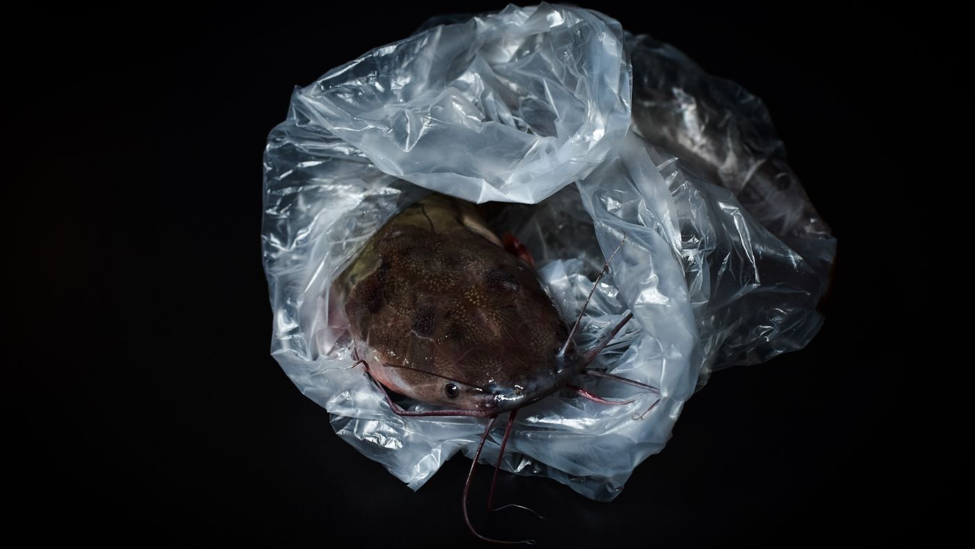 How to Catch Catfish: Simple Methods That Actually Work
