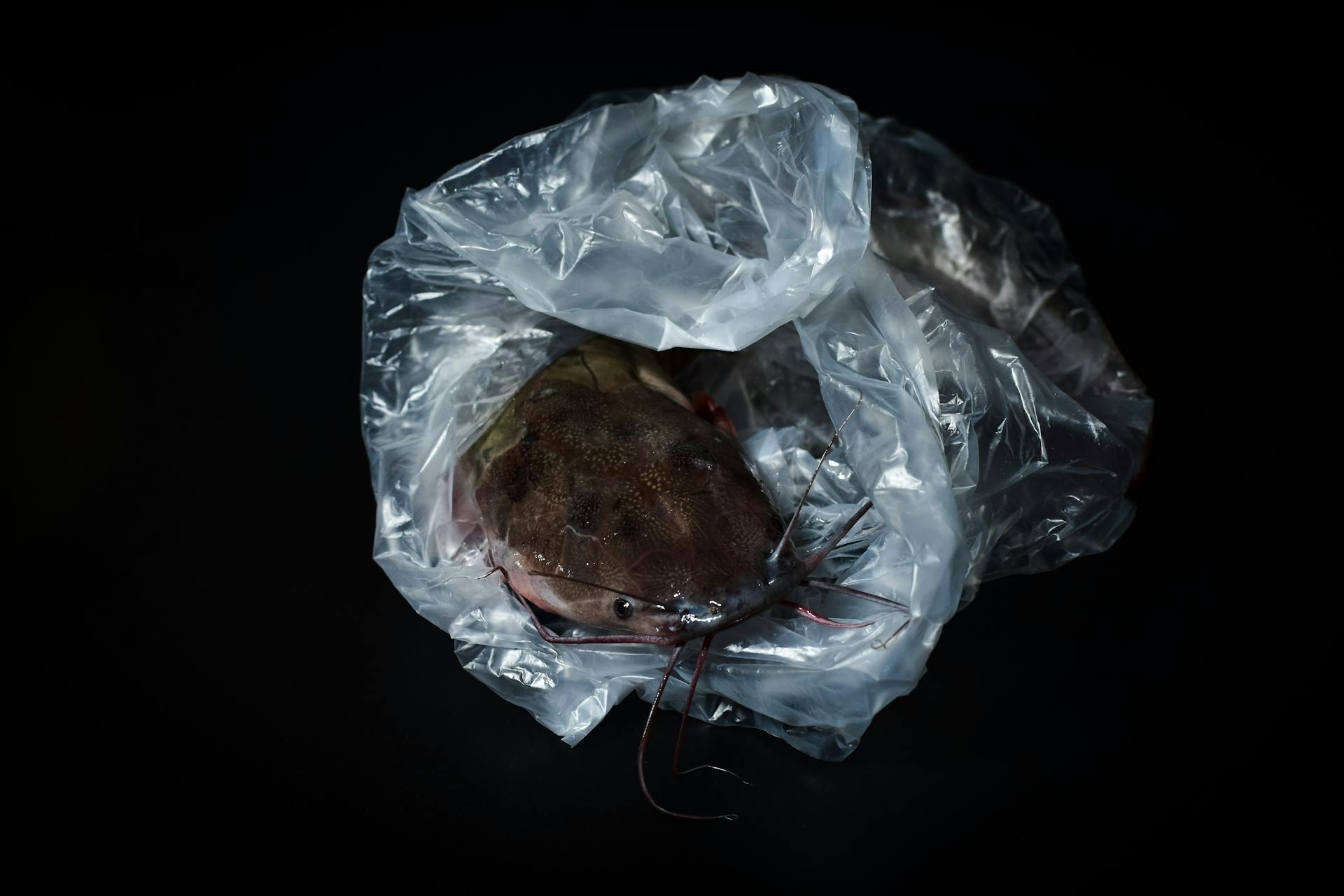 Close-up of a fresh catfish wrapped in transparent plastic against a dark background. Seafood photography.