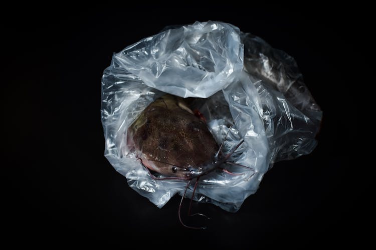 A Catfish Inside A Plastic Bag