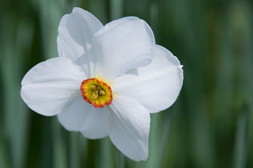 Free White 6 Petaled Flower Stock Photo