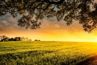 Green Grass Field