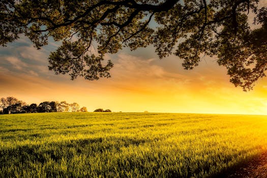 俯瞰郁郁葱葱的绿地，绿树成荫，天空充满活力，映衬着宁静的日落景色