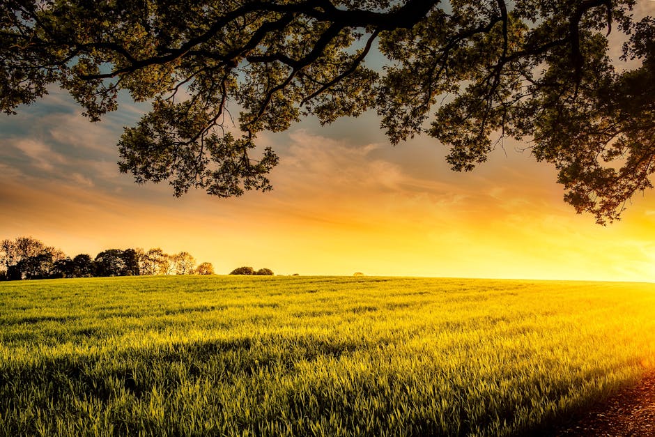 agriculture, clouds, cropland