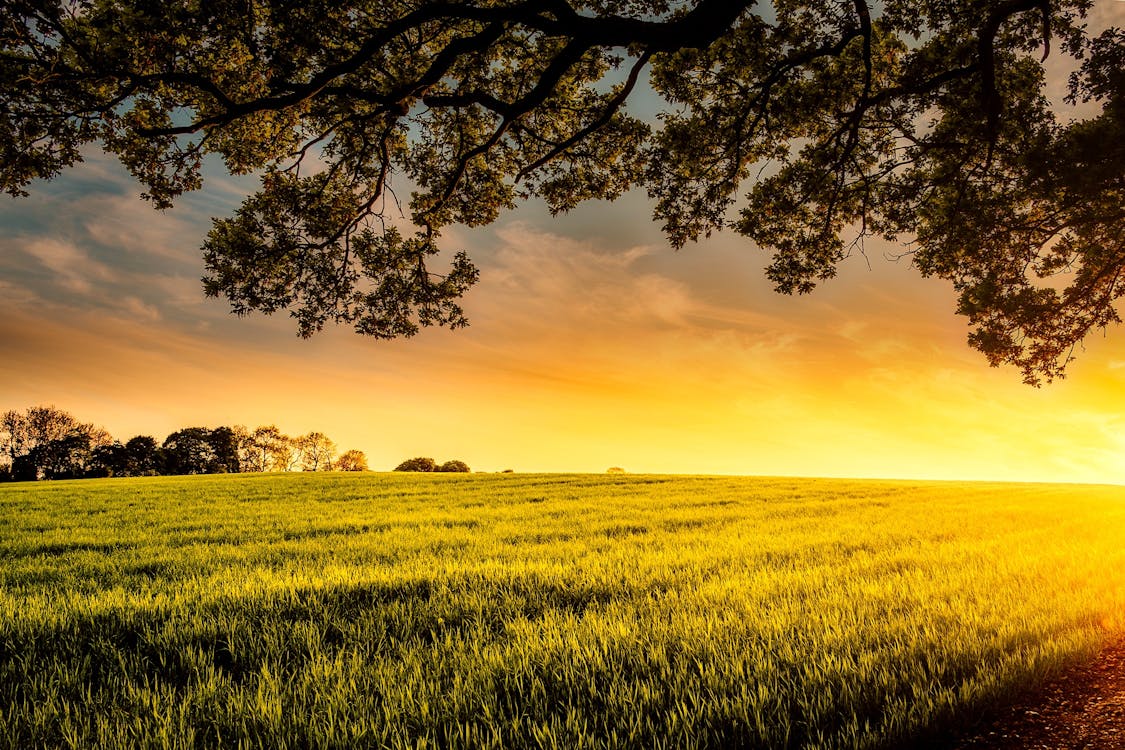 Imagine de stoc gratuită din agricultură, apus, arbori