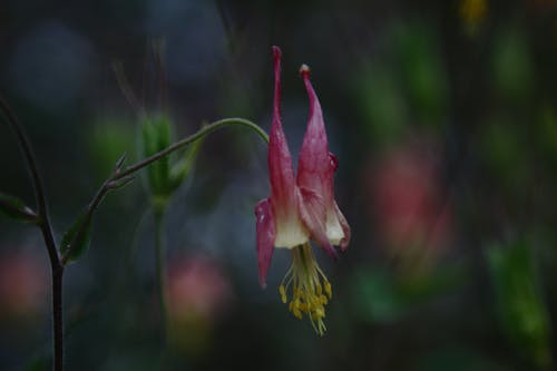 Pink Flower in Tilt Shift Lens