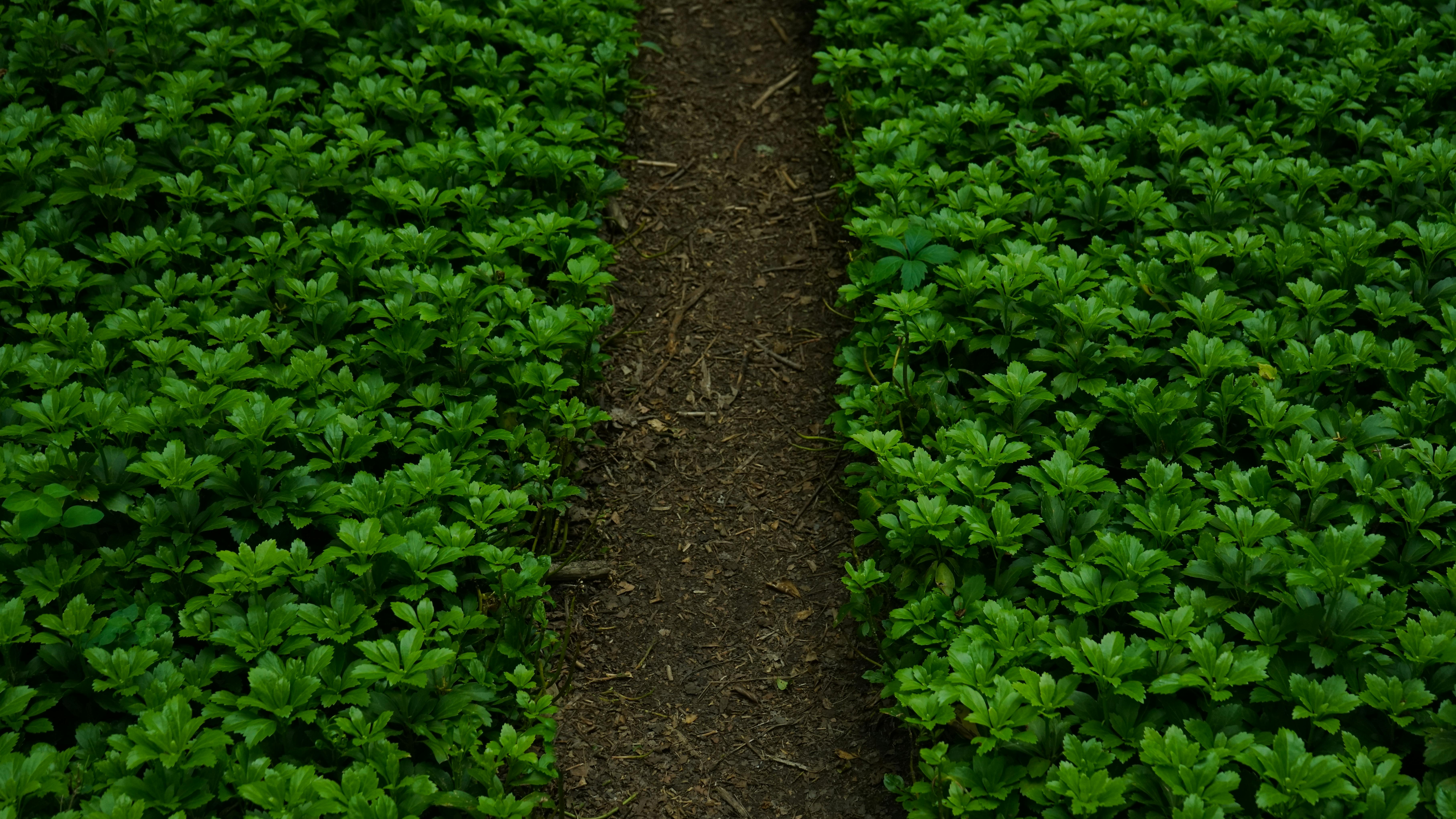 Top-Rated Millipede Control in Dunwoody, Georgia: Cost, Treatment & Tips 4 Well‑maintained suburban garden pathway with trimmed plants and minimal mulch