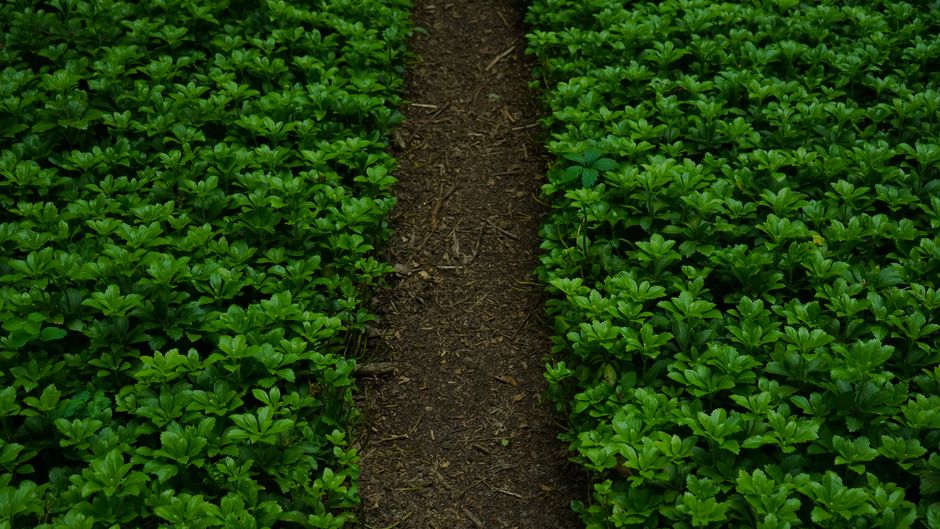 A serene pathway surrounded by lush green plants, representing growth and nature's beauty.