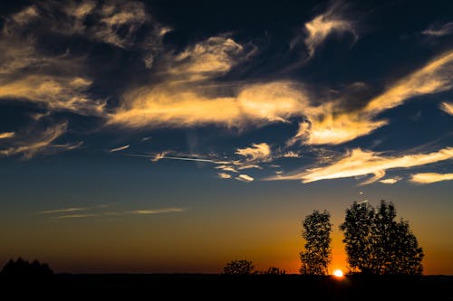 Silhouette Photo of Trees