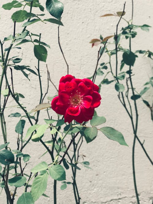 Close-Up Photo Of Red Flower