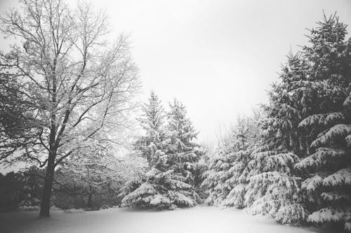 Ingyenes stockfotó ágak, fák, havas háttér témában Stockfotó