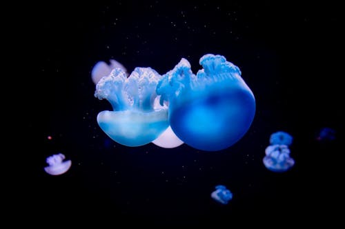 бесплатная Голубая медуза Стоковое фото