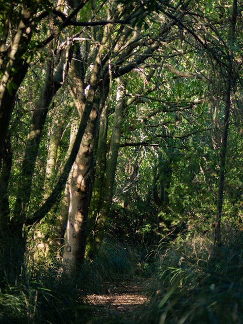 Pathway Surrounded With Green Trees