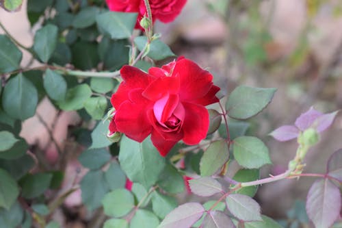 Free stock photo of garden roses Stock Photo
