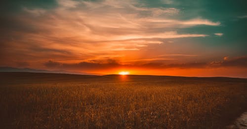 Gras Tijdens Zonsondergang