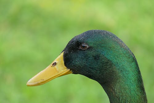 Black and Green Beack Bird