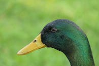 Black and Green Beack Bird
