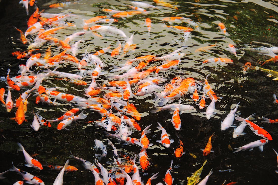 Free School Of Koi Fish on Water Stock Photo