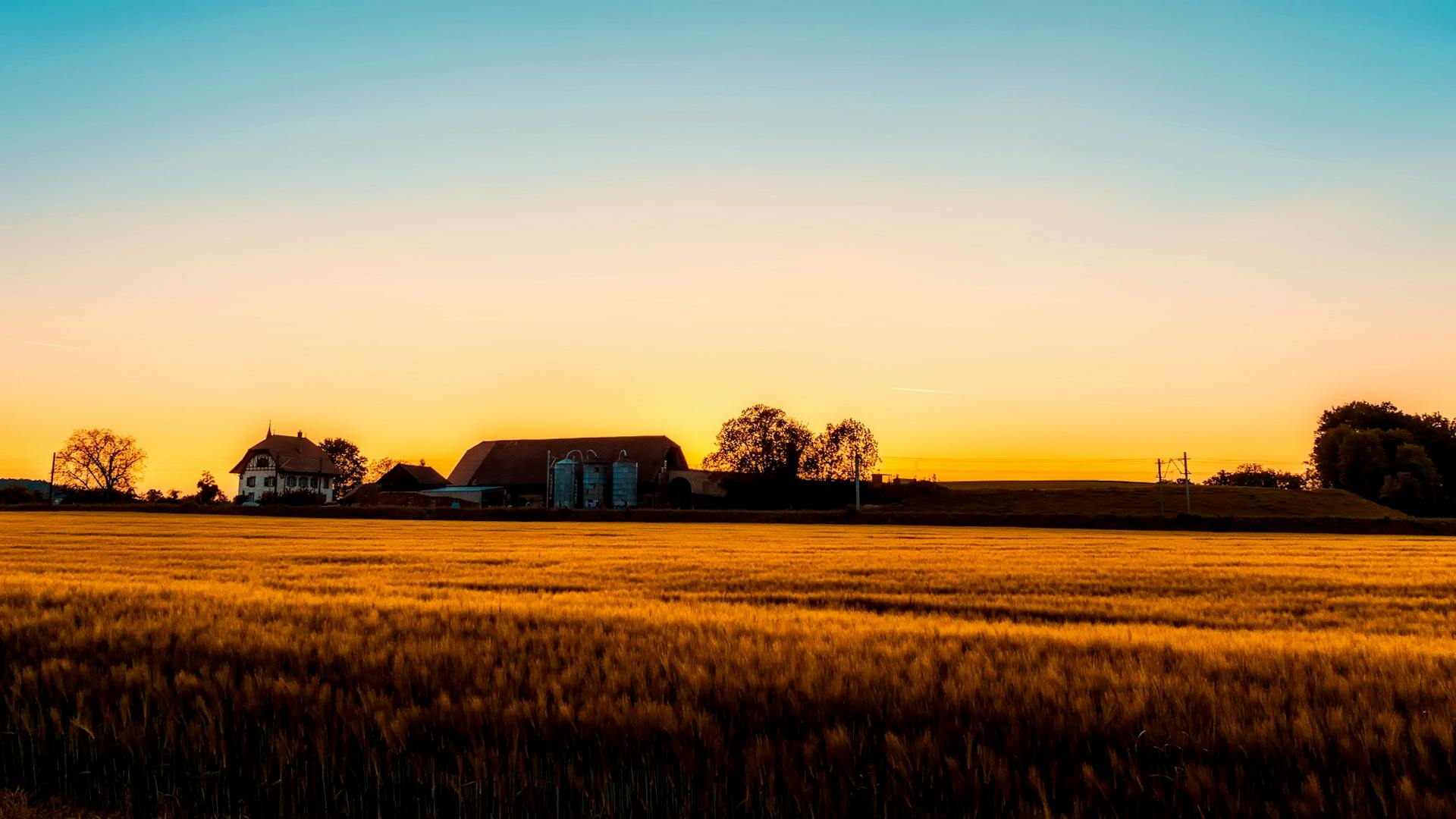 Brown Grass Field