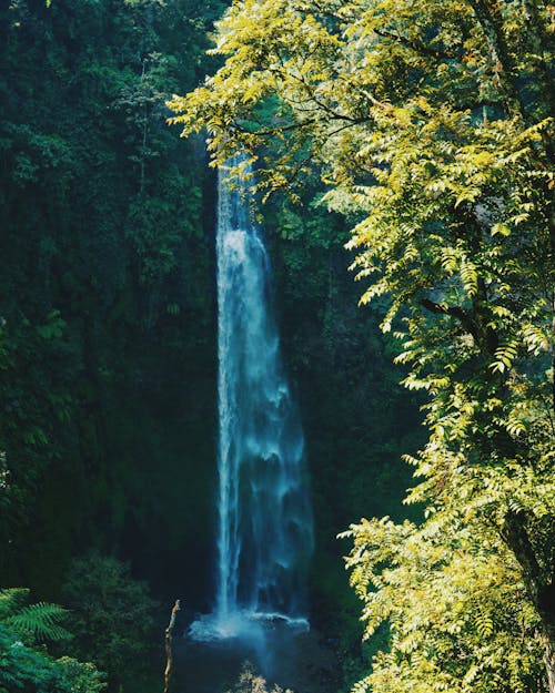 Waterfalls in the Middle of Forest