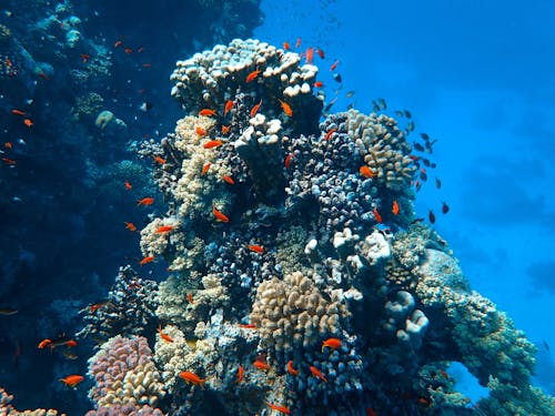Photo Of Fish Near Coral