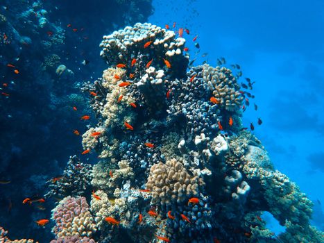 A vivid underwater view of a thriving coral reef with colorful fish swimming.