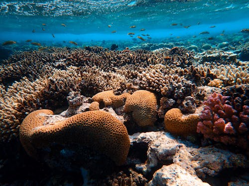Free Brown Coral Reef in Sea Stock Photo