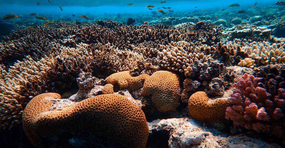 Brown Coral Reef In Sea Free Stock Photo brown-coral-reef-in-sea-free-stock-photo