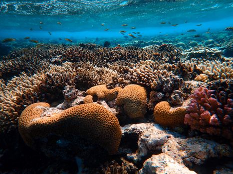 Colorful coral reef teeming with marine life under crystal clear water.