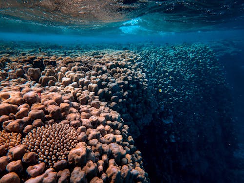 Photo Of Brown Corals