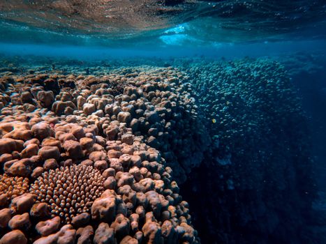 Beautiful underwater view of a vibrant coral reef teeming with marine life.