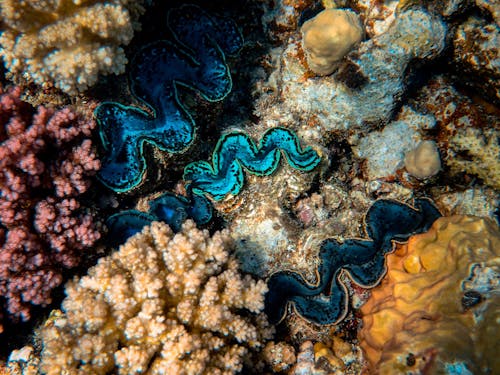 Close-Up Photo Of Coral Reef