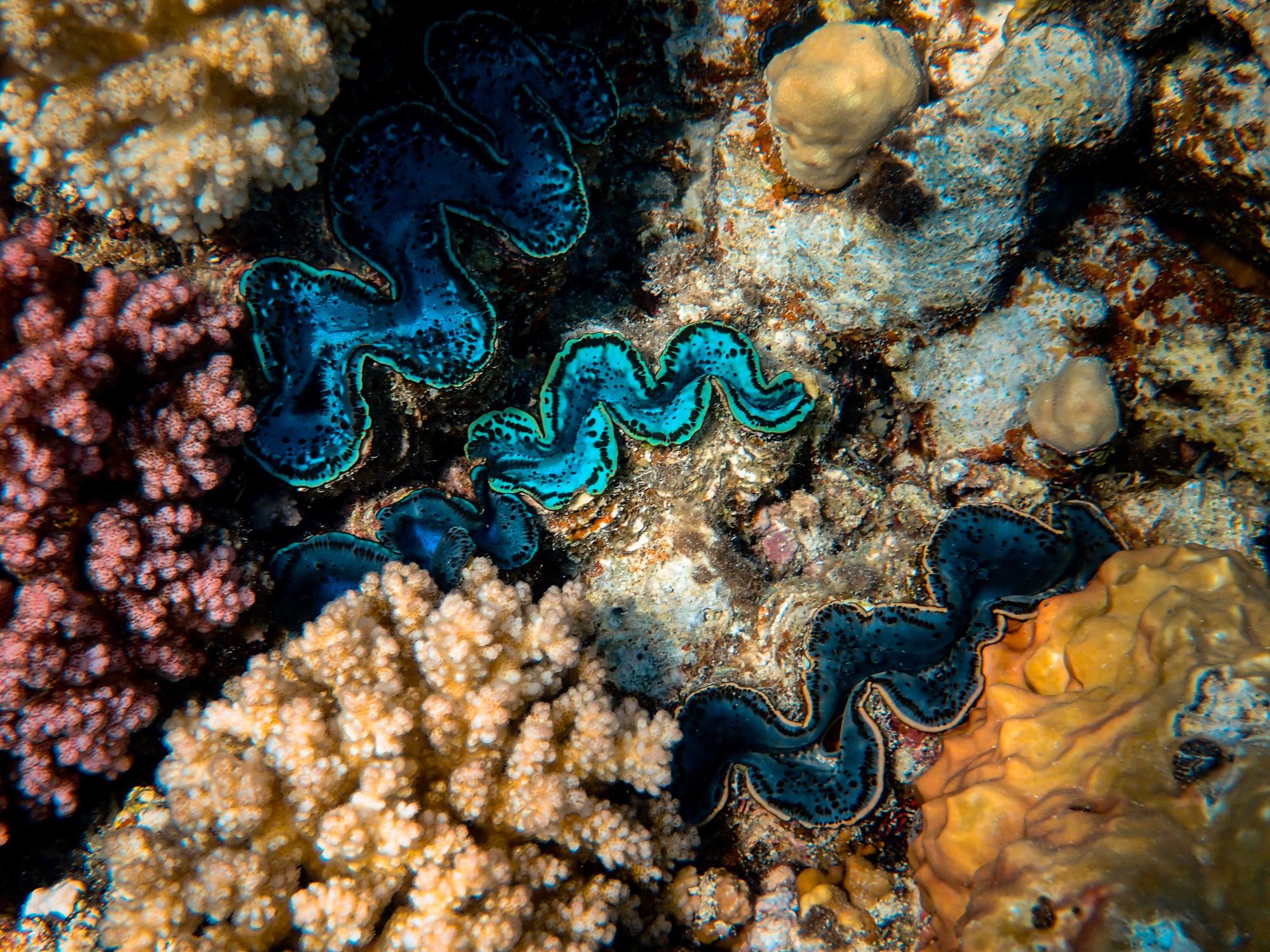 Close-Up Photo Of Coral Reef · Free Stock Photo