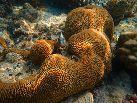 Colorful brain coral reef with fish swimming, showcasing marine biodiversity underwater.