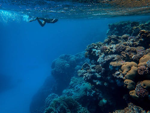 Kostenloses Stock Foto zu biologie, gerätetauchen, koralle