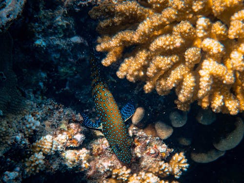 Close-Up Photo Of Fish On Coral