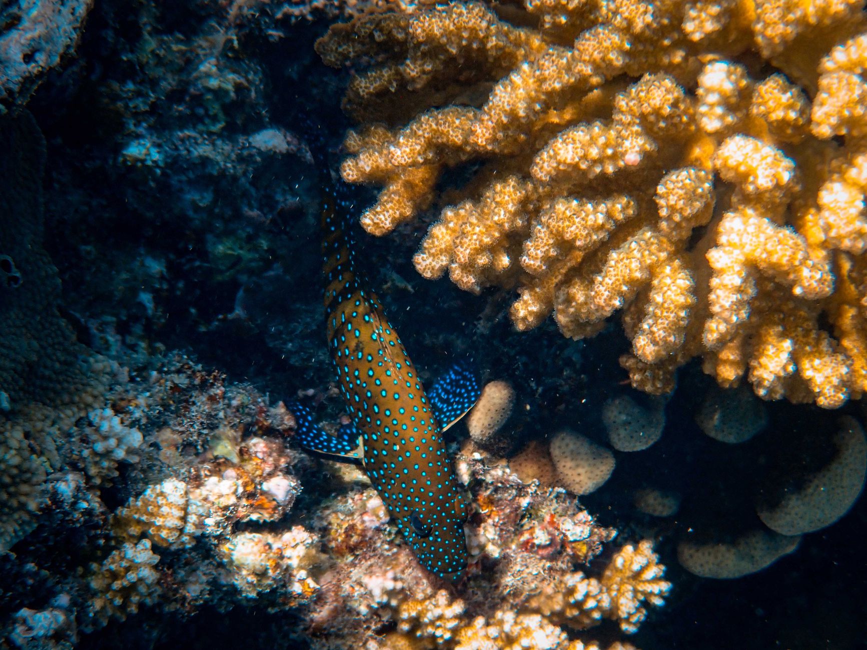 Explore the colorful underwater world with a spotted grouper fish among vibrant corals in the ocean.