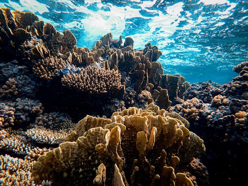 Green Coral Reef in Blue Sea