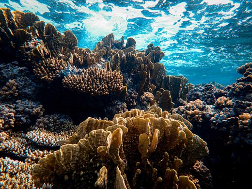 Sunlit coral reef seen from underwater — photo by Francesco Ungaro on Pexels