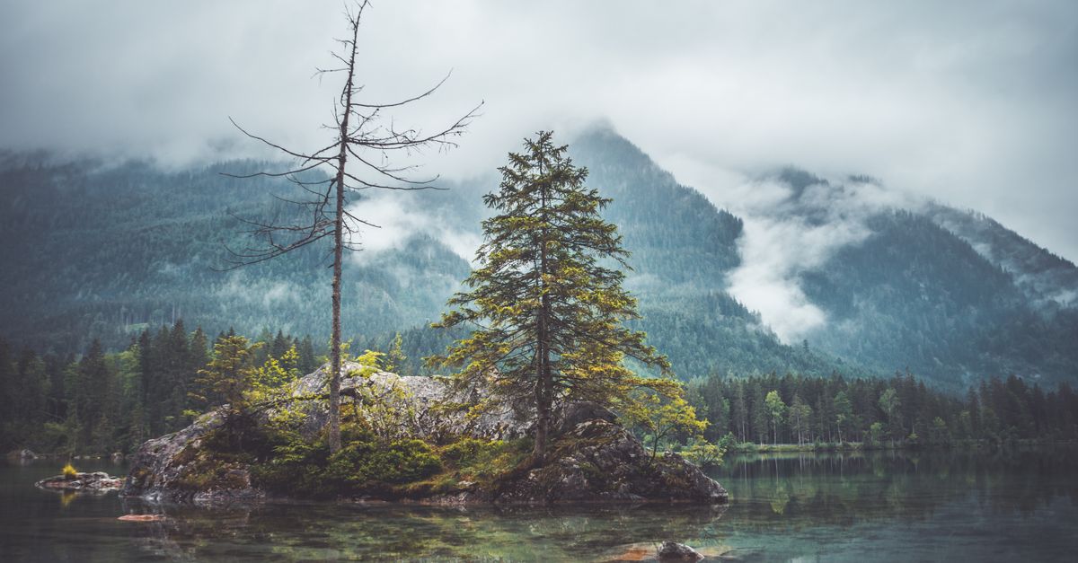 Dichte Waldlandschaft im Nationalpark Bayerischer Wald rund um den Bernrieder Hof